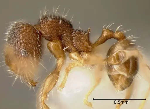 Pheidole rectitrudis specimen CASENT0635517 image casent0635517_2