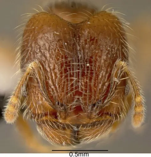Pheidole rectitrudis specimen INBIOCRI002272038 image inbiocri002272038_1