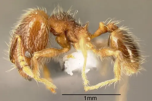 Pheidole rectitrudis specimen INBIOCRI002272038 image inbiocri002272038_2