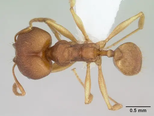 Pheidole reflexans specimen CASENT0178047 image casent0178047_1