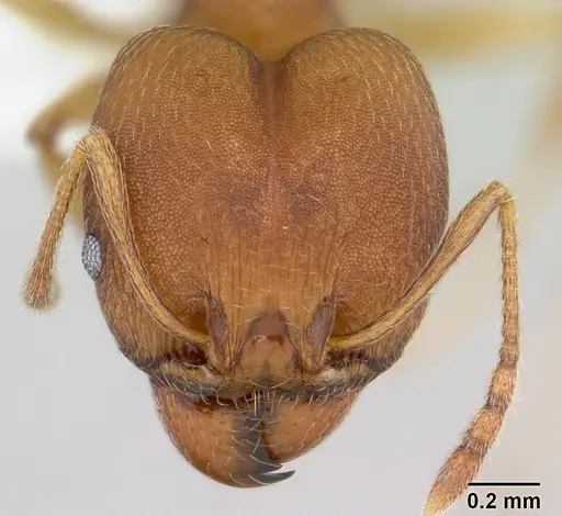 Pheidole reflexans specimen CASENT0178047 image casent0178047_2