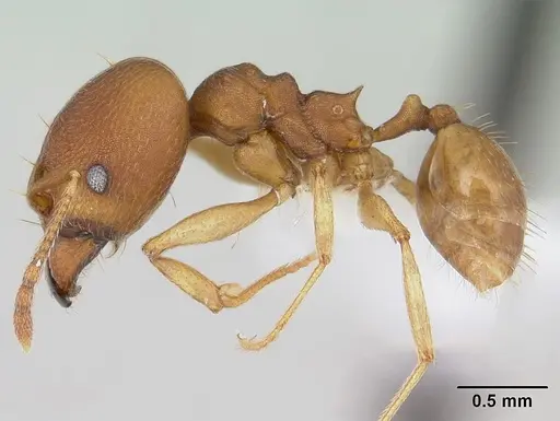 Pheidole reflexans specimen CASENT0178047 image casent0178047_3