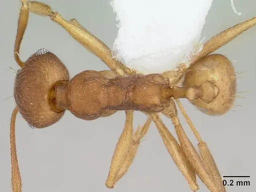 Pheidole reflexans specimen CASENT0178048 image casent0178048_1