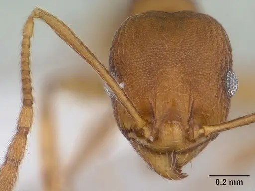 Pheidole reflexans specimen CASENT0178048 image casent0178048_2