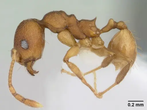 Pheidole reflexans specimen CASENT0178048 image casent0178048_3