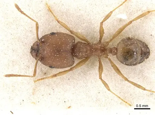 Pheidole reflexans specimen CASENT0913410 image casent0913410_1