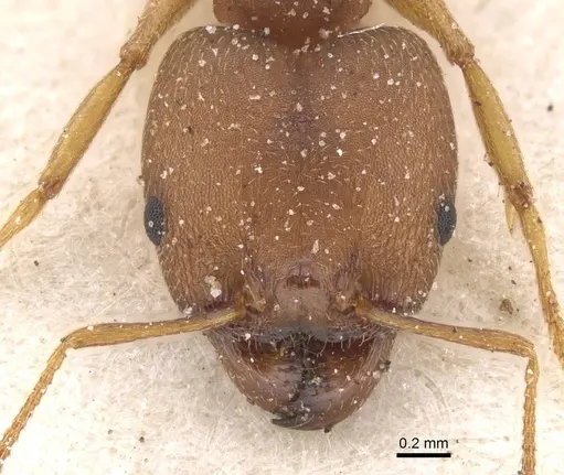 Pheidole reflexans specimen CASENT0913410 image casent0913410_2