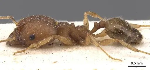 Pheidole reflexans specimen CASENT0913410 image casent0913410_3