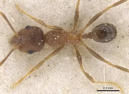 Pheidole reflexans specimen CASENT0913411 image casent0913411_1