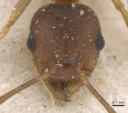 Pheidole reflexans specimen CASENT0913411 image casent0913411_2