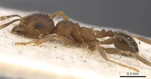 Pheidole reflexans specimen CASENT0913411 image casent0913411_3
