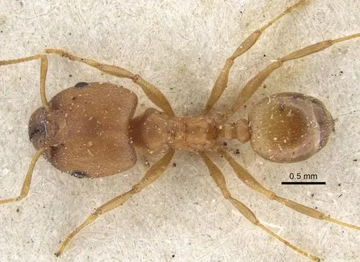 Pheidole reflexans specimen CASENT0916960 image casent0916960_1