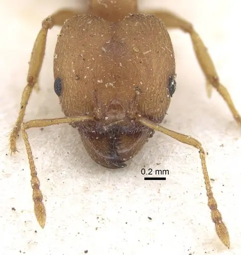 Pheidole reflexans specimen CASENT0916960 image casent0916960_2