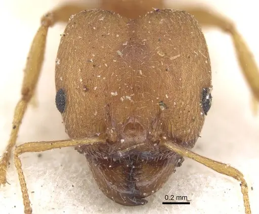 Pheidole reflexans specimen CASENT0916960 image casent0916960_3
