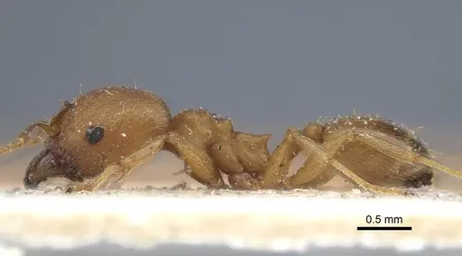 Pheidole reflexans specimen CASENT0916960 image casent0916960_4