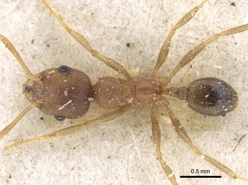 Pheidole reflexans specimen CASENT0916961 image casent0916961_1