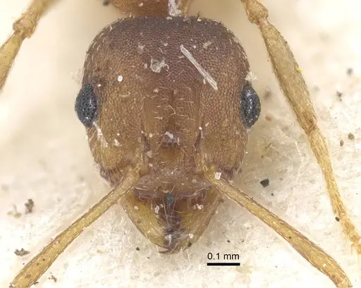Pheidole reflexans specimen CASENT0916961 image casent0916961_2