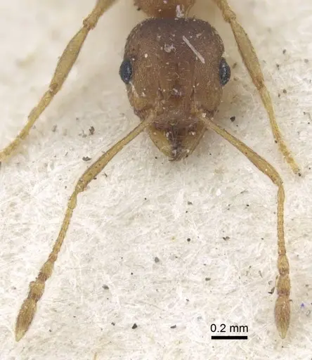 Pheidole reflexans specimen CASENT0916961 image casent0916961_3