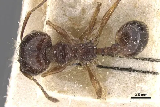 Pheidole reichenspergeri specimen CASENT0913414 image casent0913414_1