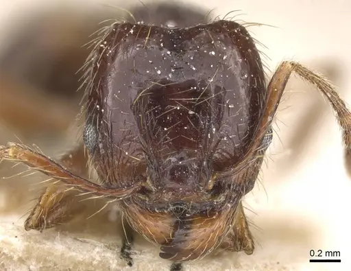 Pheidole reichenspergeri specimen CASENT0913414 image casent0913414_2