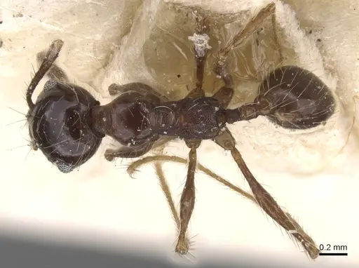 Pheidole reichenspergeri specimen CASENT0913415 image casent0913415_1