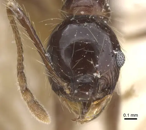 Pheidole reichenspergeri specimen CASENT0913415 image casent0913415_2