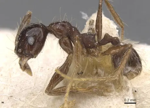 Pheidole reichenspergeri specimen CASENT0913415 image casent0913415_3