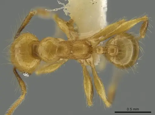 Pheidole renae specimen CASENT0644959 image casent0644959_1