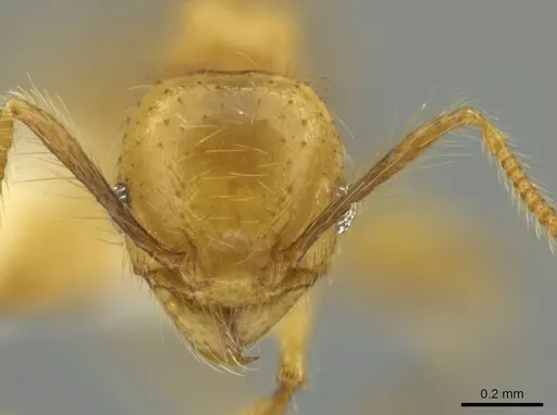 Pheidole renae specimen CASENT0644959 image casent0644959_2