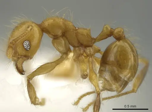 Pheidole renae specimen CASENT0644959 image casent0644959_3