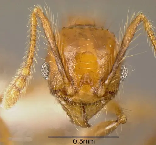 Pheidole renae specimen INBIOCRI001281444 image inbiocri001281444_1
