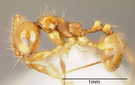 Pheidole renae specimen INBIOCRI001281444 image inbiocri001281444_2