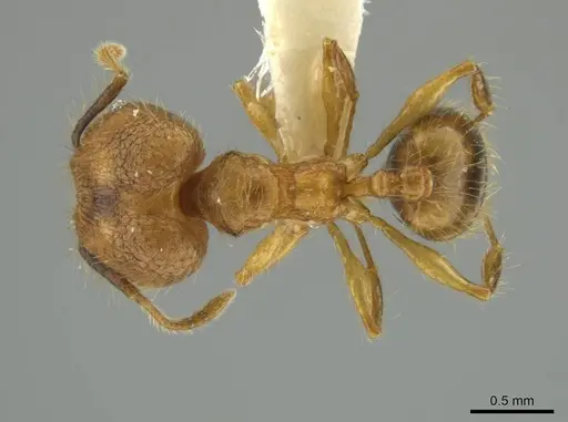 Pheidole renae specimen INBIOCRI001282061 image inbiocri001282061_1