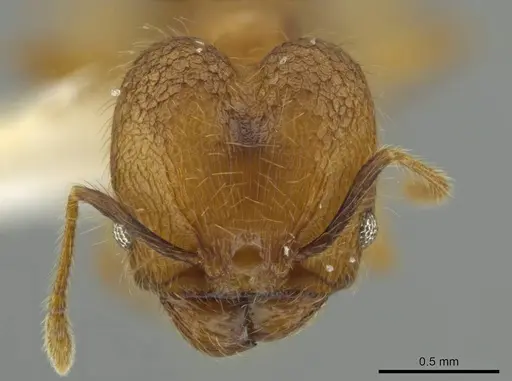 Pheidole renae specimen INBIOCRI001282061 image inbiocri001282061_2