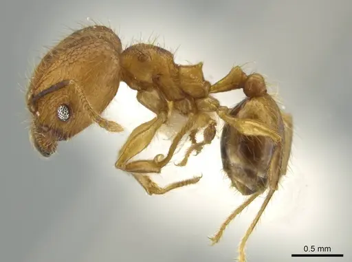 Pheidole renae specimen INBIOCRI001282061 image inbiocri001282061_3