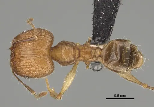 Pheidole renirano specimen CASENT0161924 image casent0161924_1