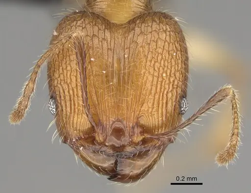 Pheidole renirano specimen CASENT0161924 image casent0161924_2