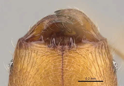Pheidole renirano specimen CASENT0161924 image casent0161924_3