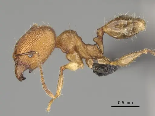Pheidole renirano specimen CASENT0161924 image casent0161924_4