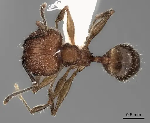 Pheidole renirano specimen CASENT0198637 image casent0198637_1