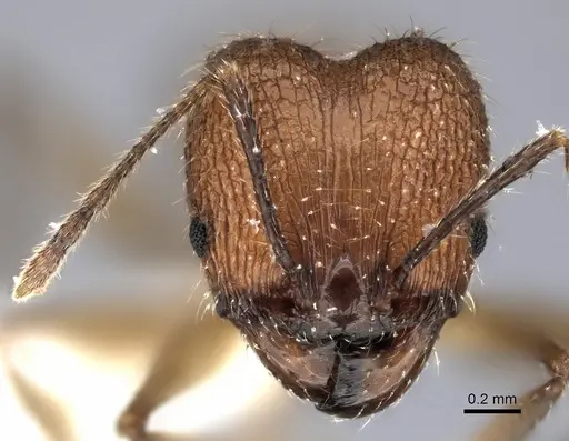 Pheidole renirano specimen CASENT0198637 image casent0198637_2