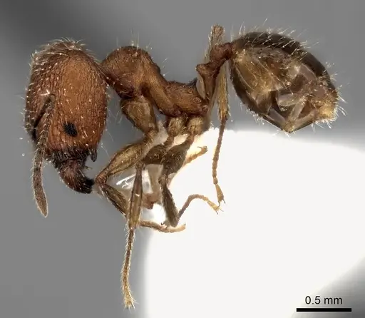 Pheidole renirano specimen CASENT0198637 image casent0198637_3