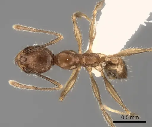 Pheidole renirano specimen CASENT0235063 image casent0235063_1