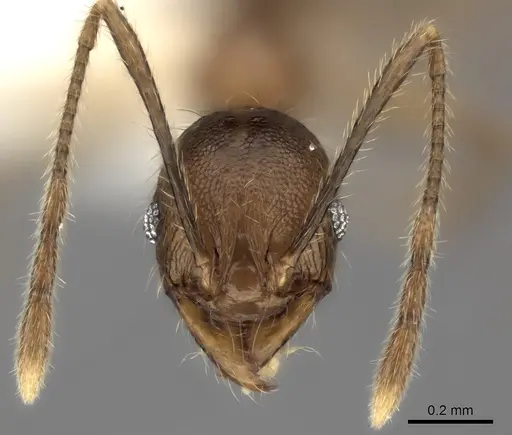 Pheidole renirano specimen CASENT0235063 image casent0235063_2
