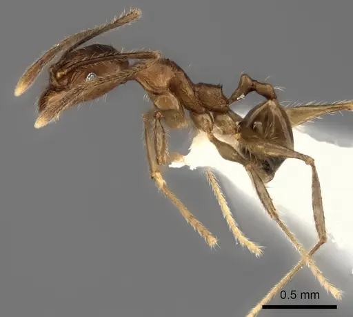 Pheidole renirano specimen CASENT0235063 image casent0235063_3