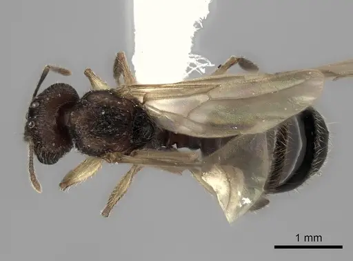 Pheidole renirano specimen CASENT0235064 image casent0235064_1