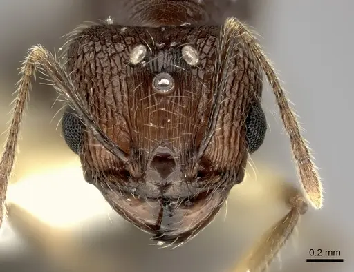 Pheidole renirano specimen CASENT0235064 image casent0235064_2