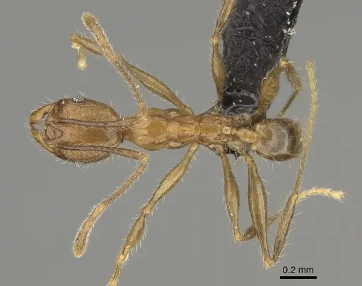 Pheidole renirano specimen CASENT0923324 image casent0923324_1