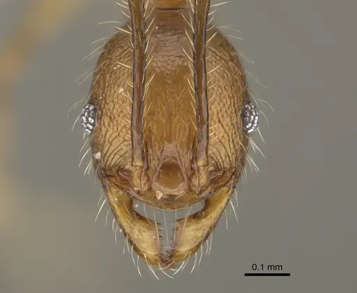 Pheidole renirano specimen CASENT0923324 image casent0923324_2
