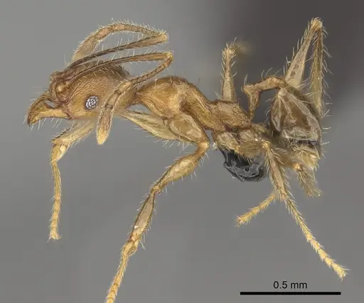 Pheidole renirano specimen CASENT0923324 image casent0923324_3